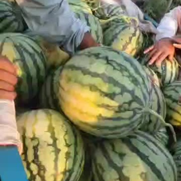 精品美都已大量上市，需要的可以联系我