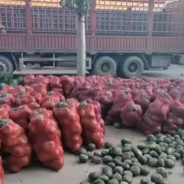 甘肃产地板栗南瓜。对接电商。加工厂。市场。产地直供。