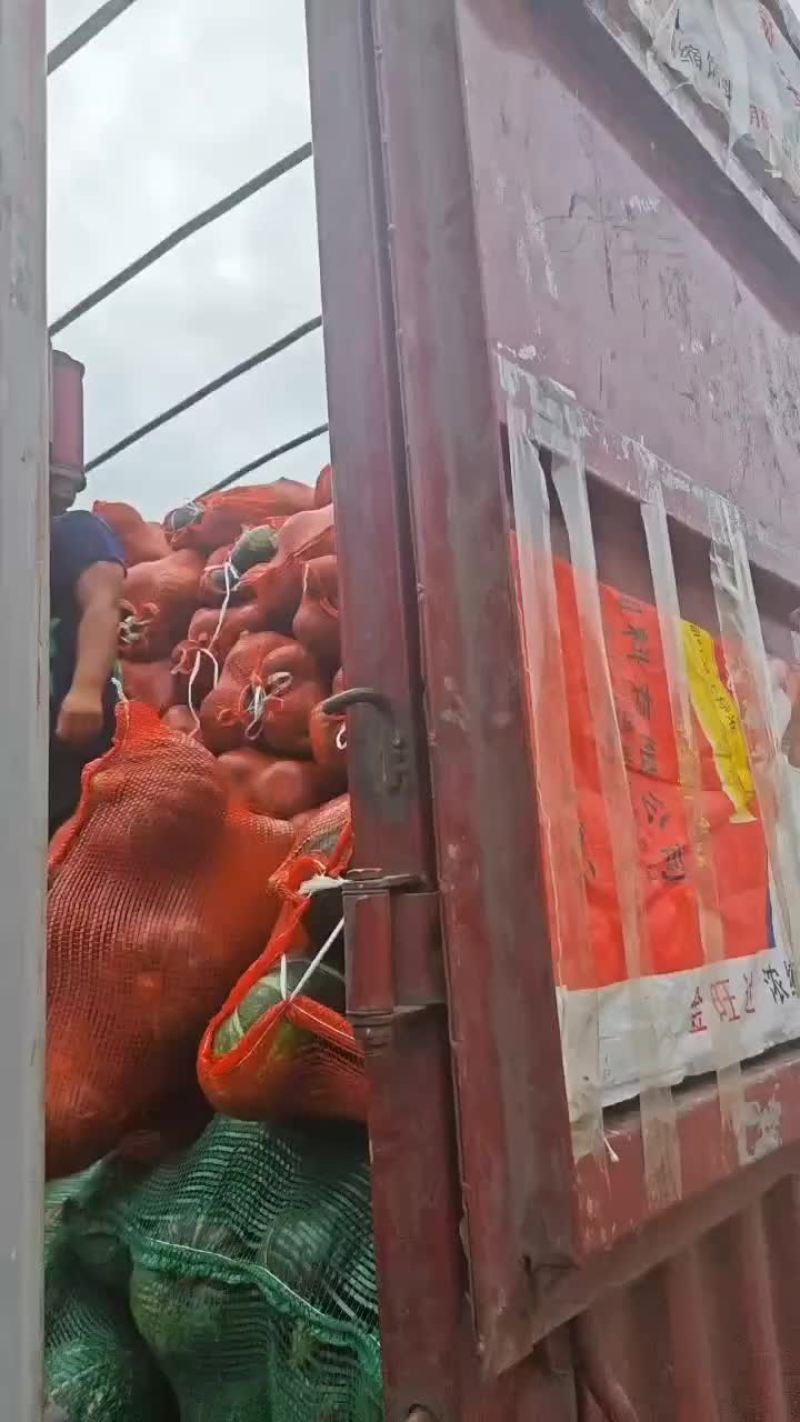 甘肃产地板栗南瓜。对接电商。加工厂。市场。产地直供。