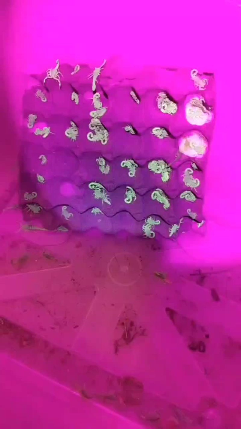 伏牛山纯山货，量不大，一千只左右