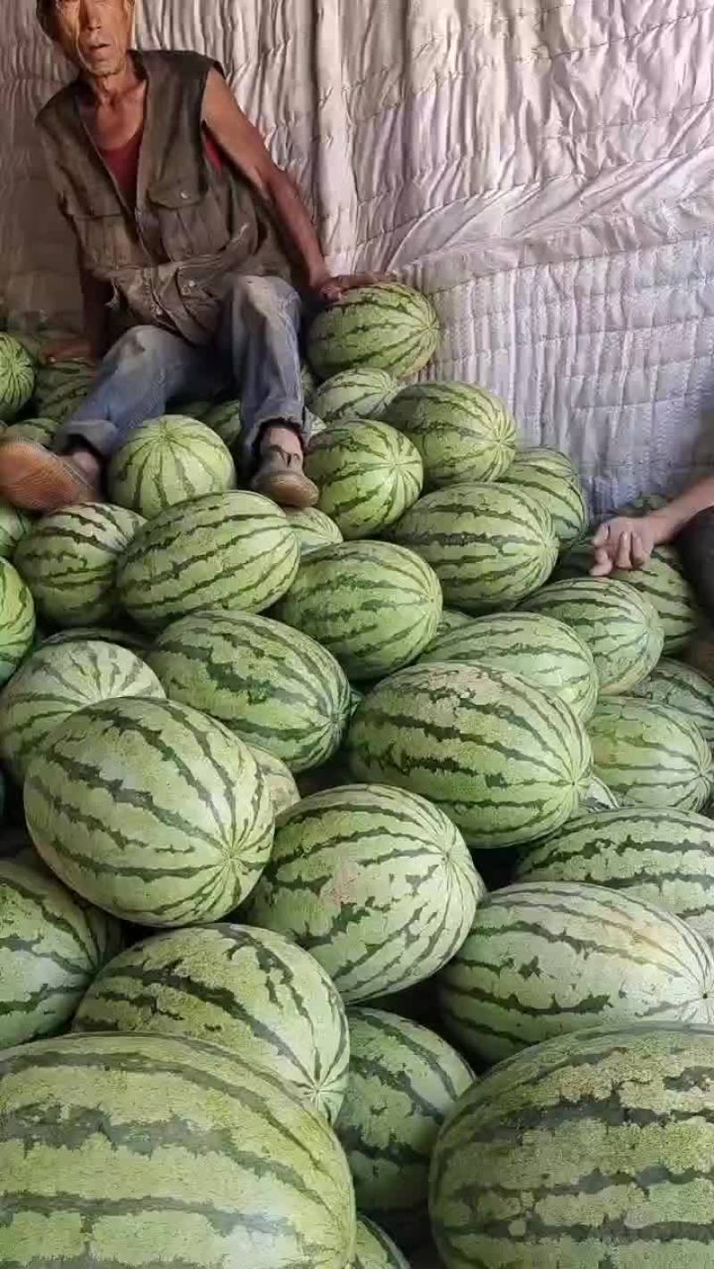 定襄西瓜，金城五号大量有货，