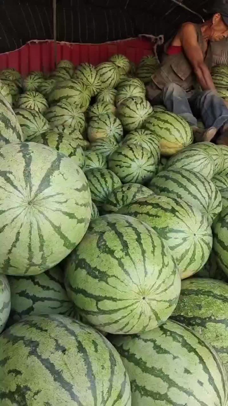 定襄西瓜，金城五号大量有货，