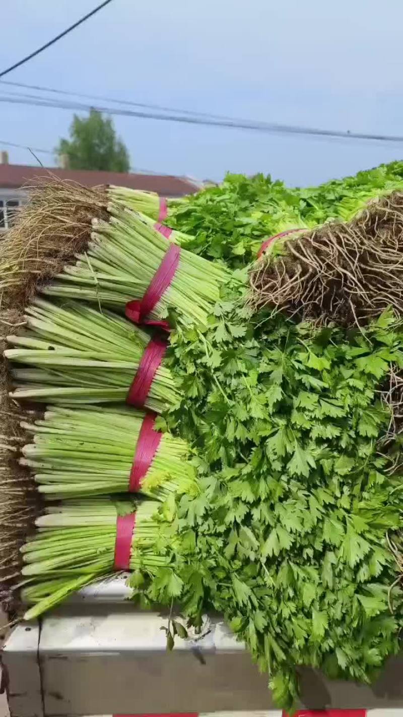 精品小香芹