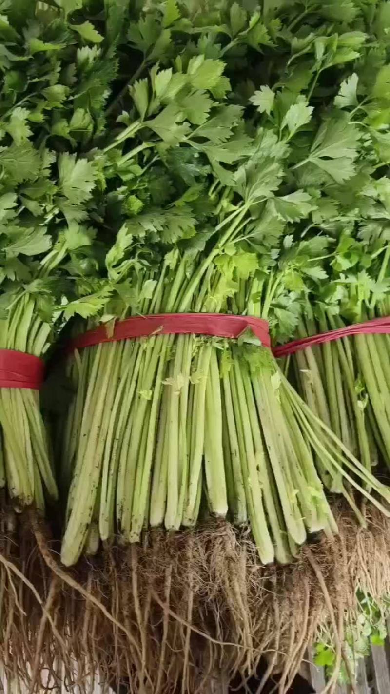 精品小香芹