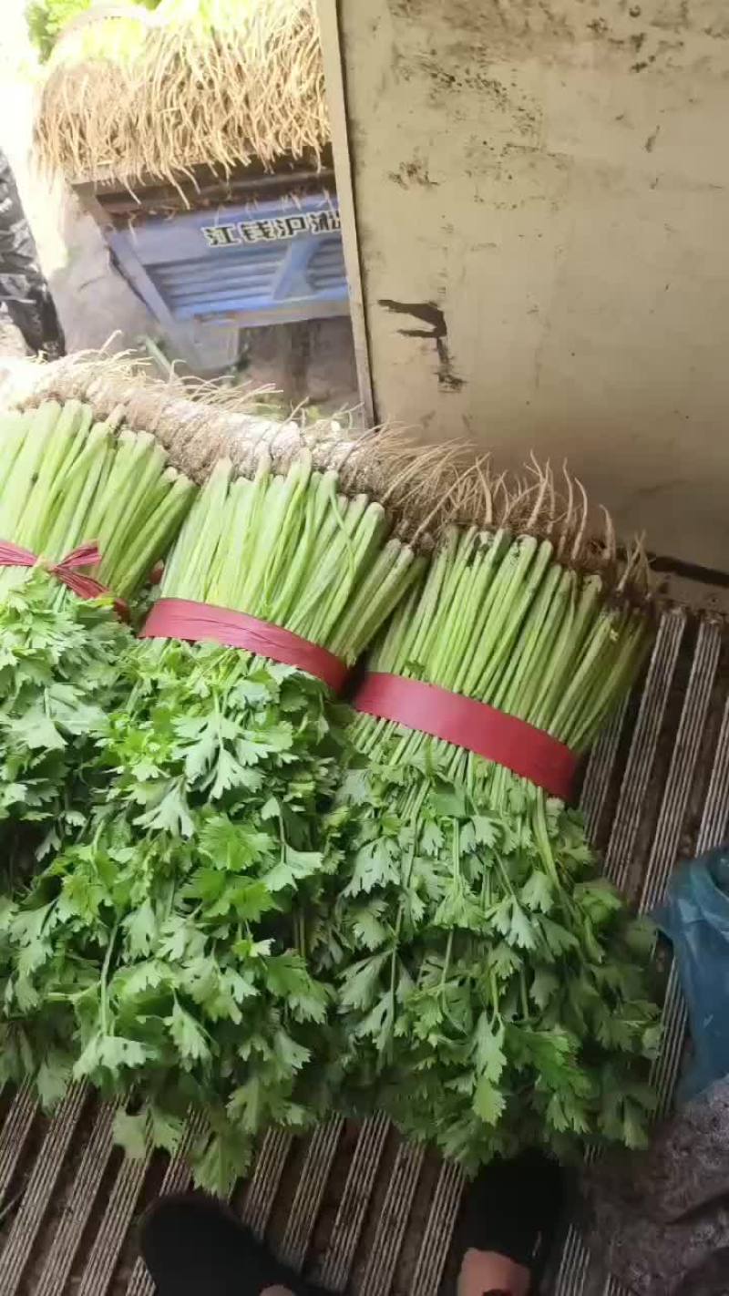 精品小香芹