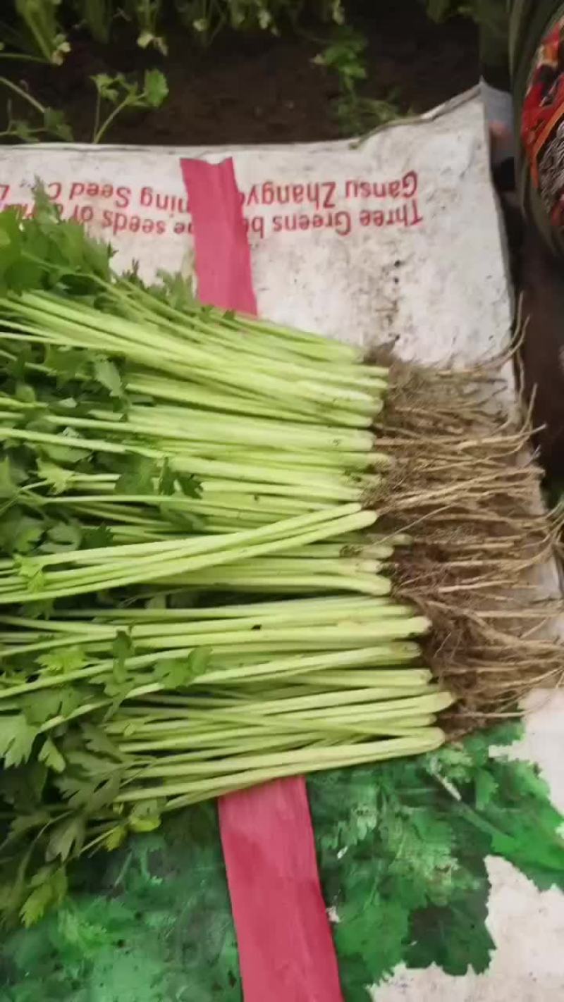 精品小香芹