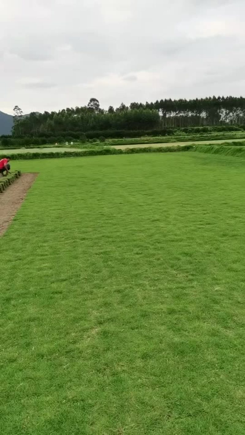 大型地被批发地
