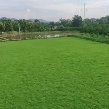 大型地被批发地