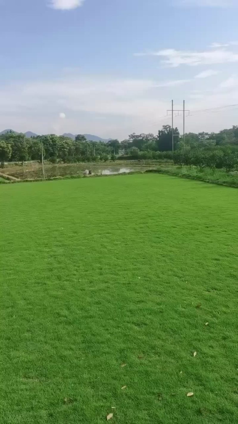 大型地被批发地