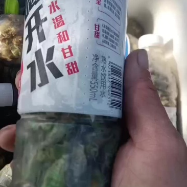 野生小白蝉