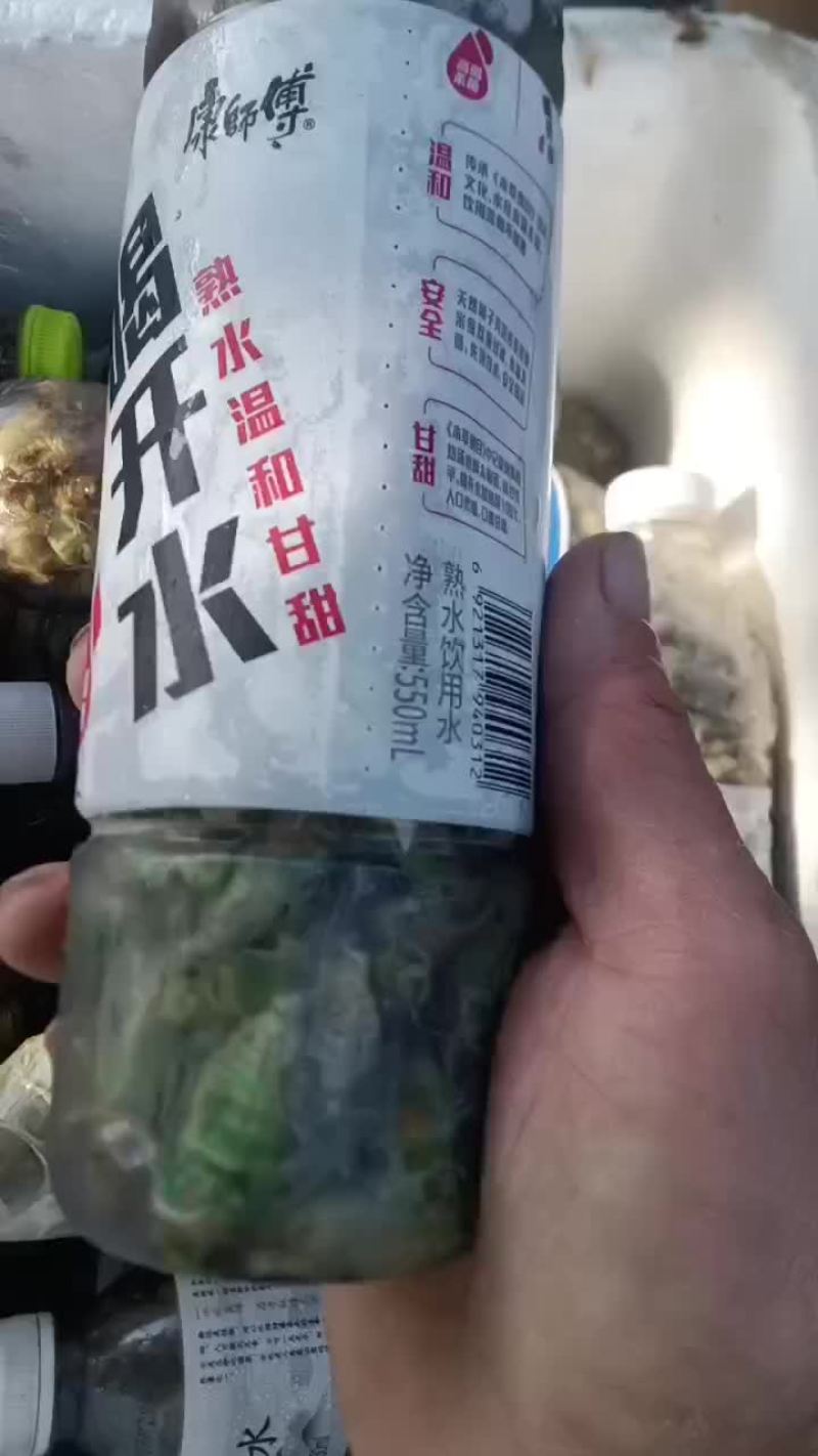 野生小白蝉