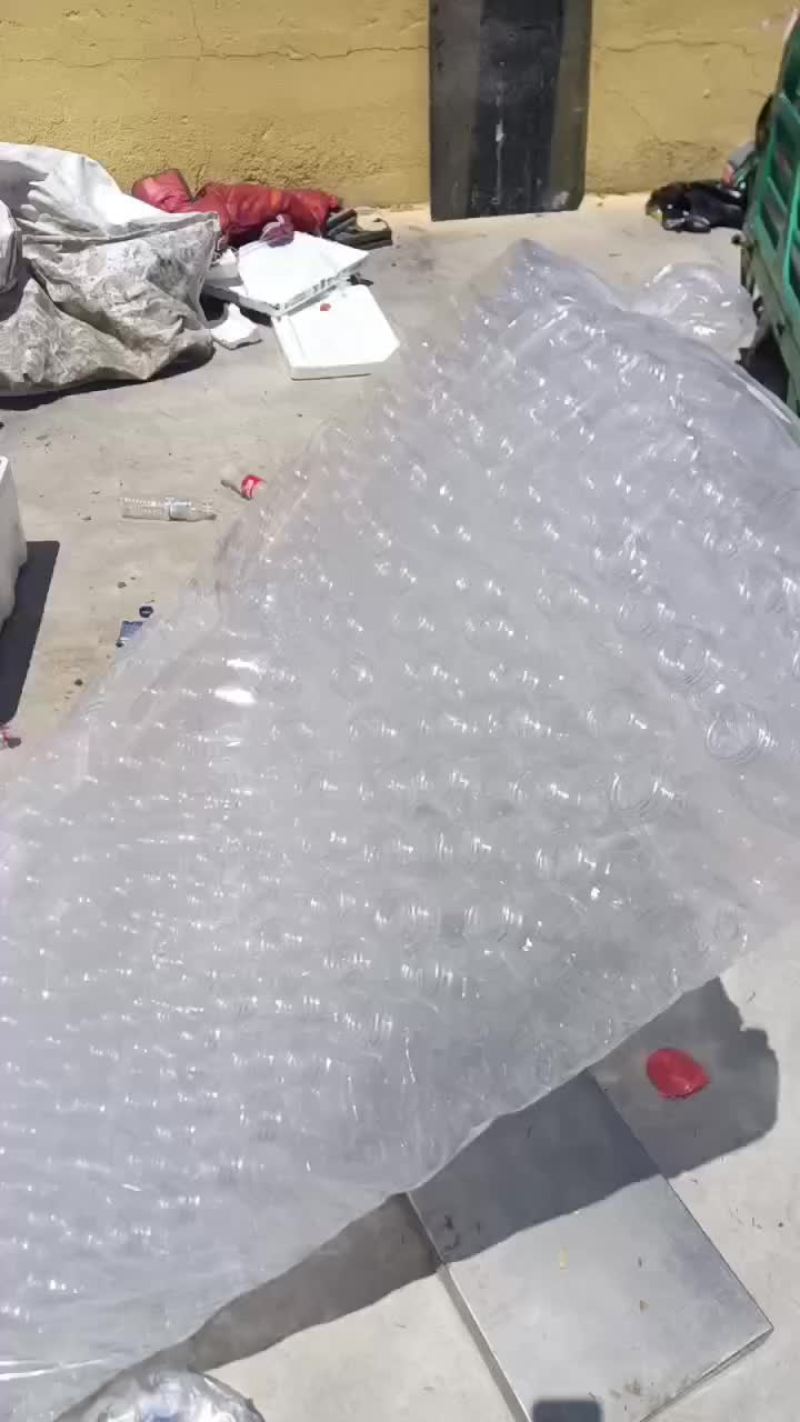 野生小白蝉