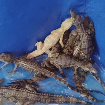 尼罗苗鳄鱼苗