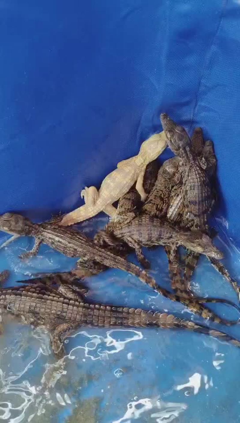 尼罗苗鳄鱼苗