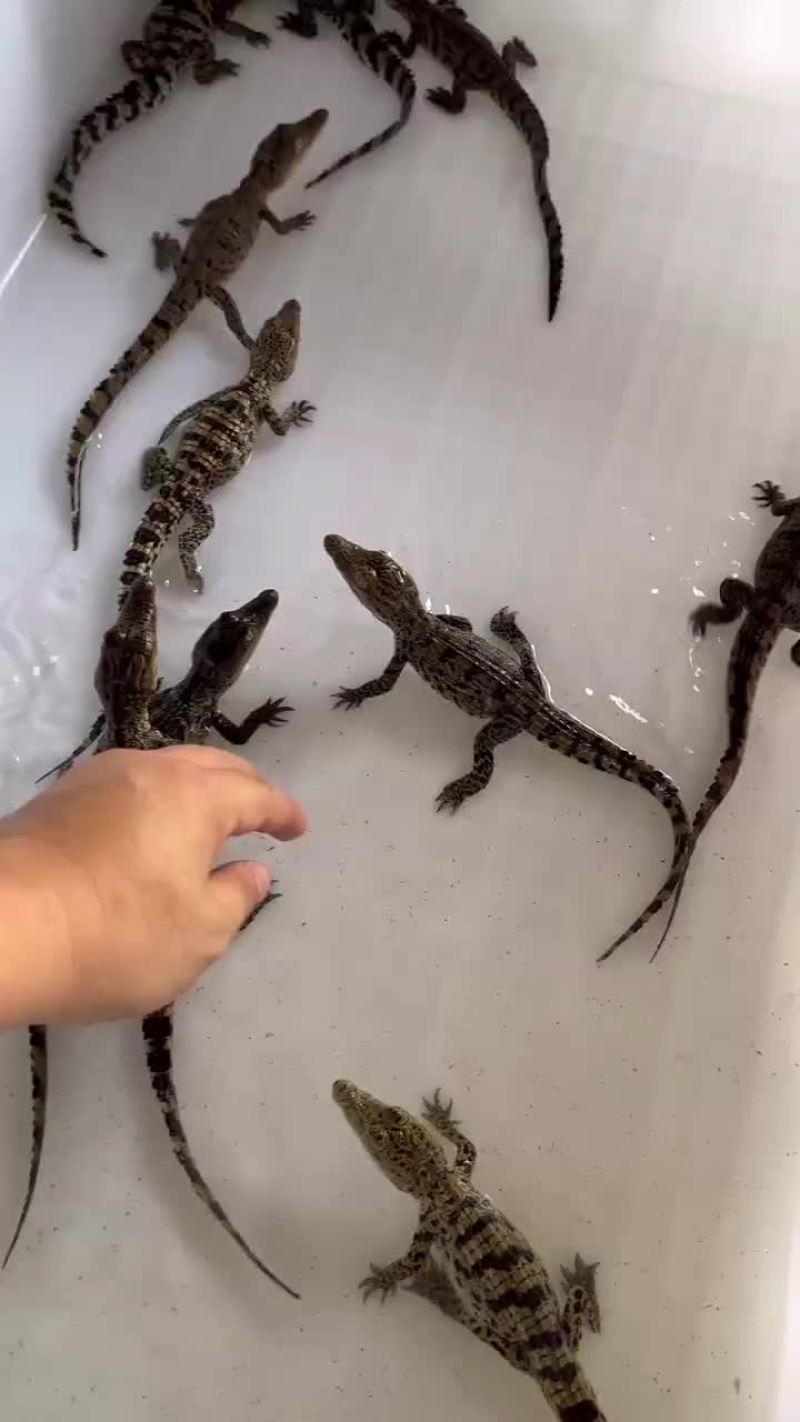 尼罗苗鳄鱼苗