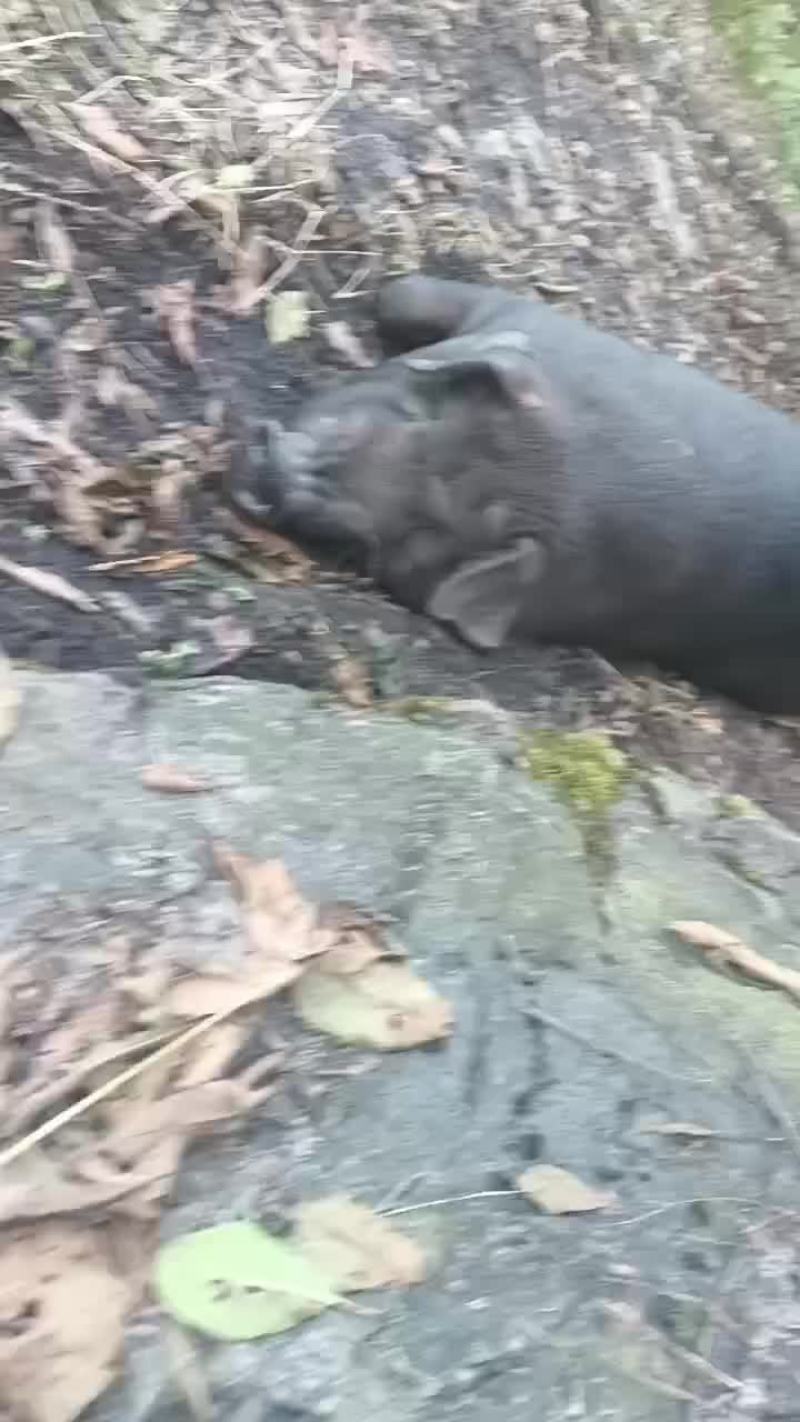 生态跑山黑猪