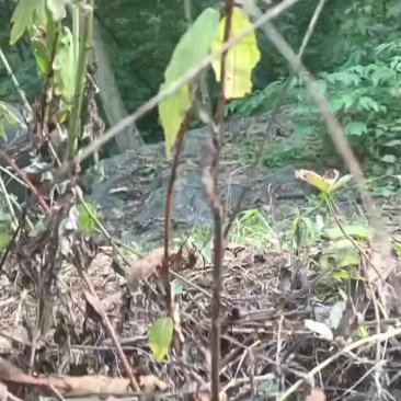 生态跑山黑猪