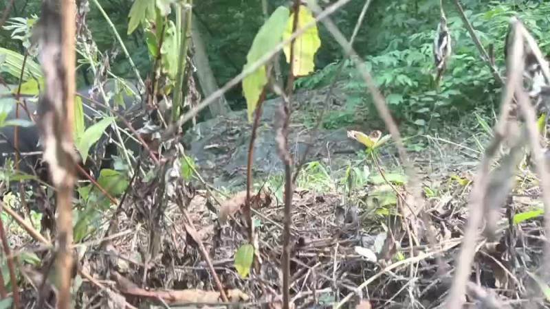 生态跑山黑猪