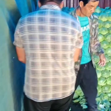 中甘蓝