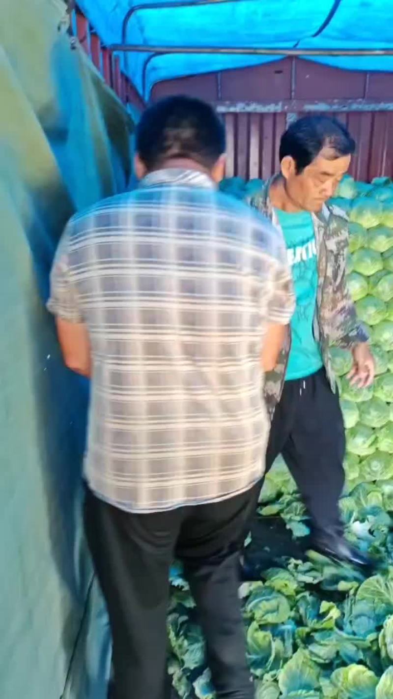 中甘蓝