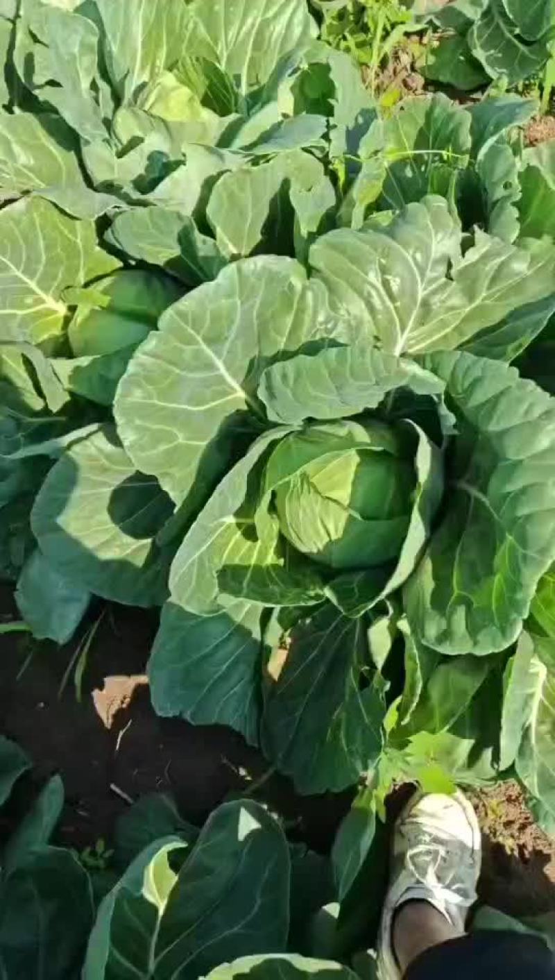 中甘蓝