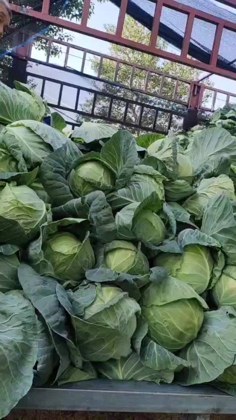 半铁头甘蓝