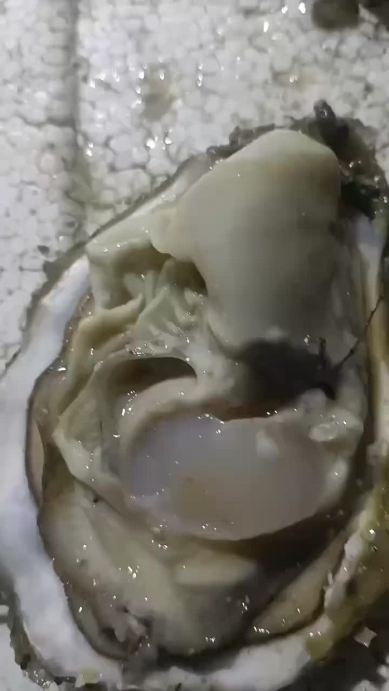 三倍体