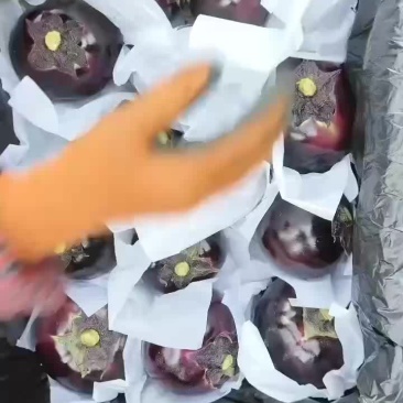 紫光圆茄，产地直供，质量保证，价格偏宜。大量供应，产销一