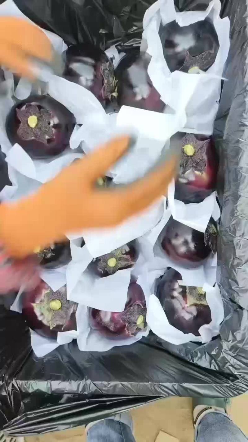 紫光圆茄，产地直供，质量保证，价格偏宜。大量供应，产销一
