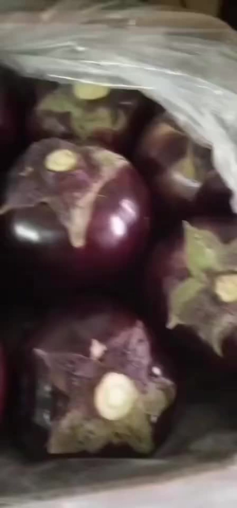 紫光圆茄，产地直供，质量保证，价格偏宜。大量供应，产销一