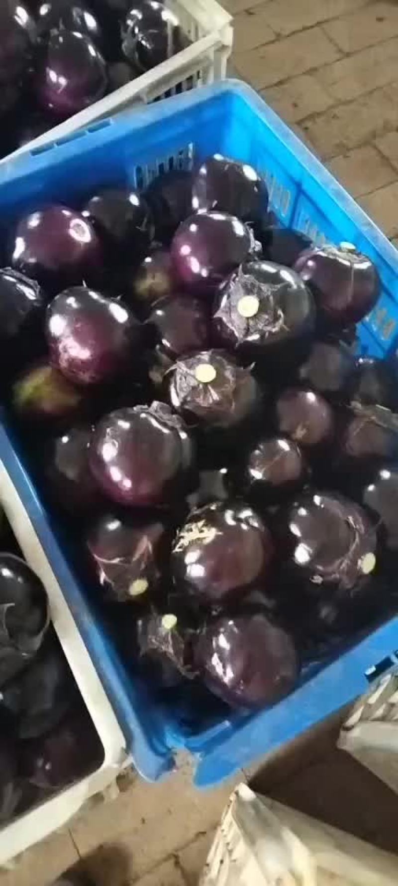 紫光圆茄，产地直供，质量保证，价格偏宜。大量供应，产销一