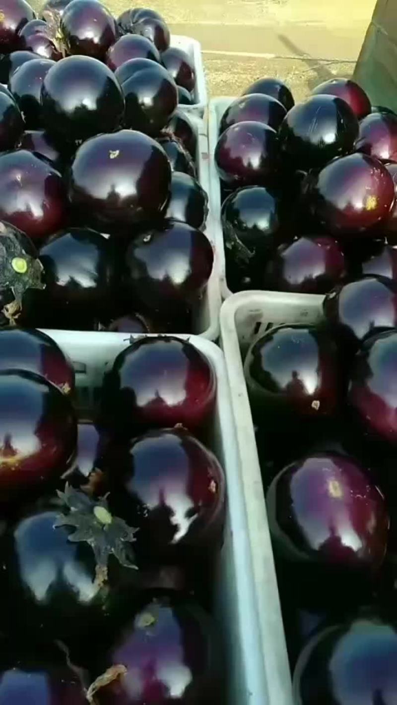 紫光圆茄，产地直供，质量保证，价格偏宜。大量供应，产销一