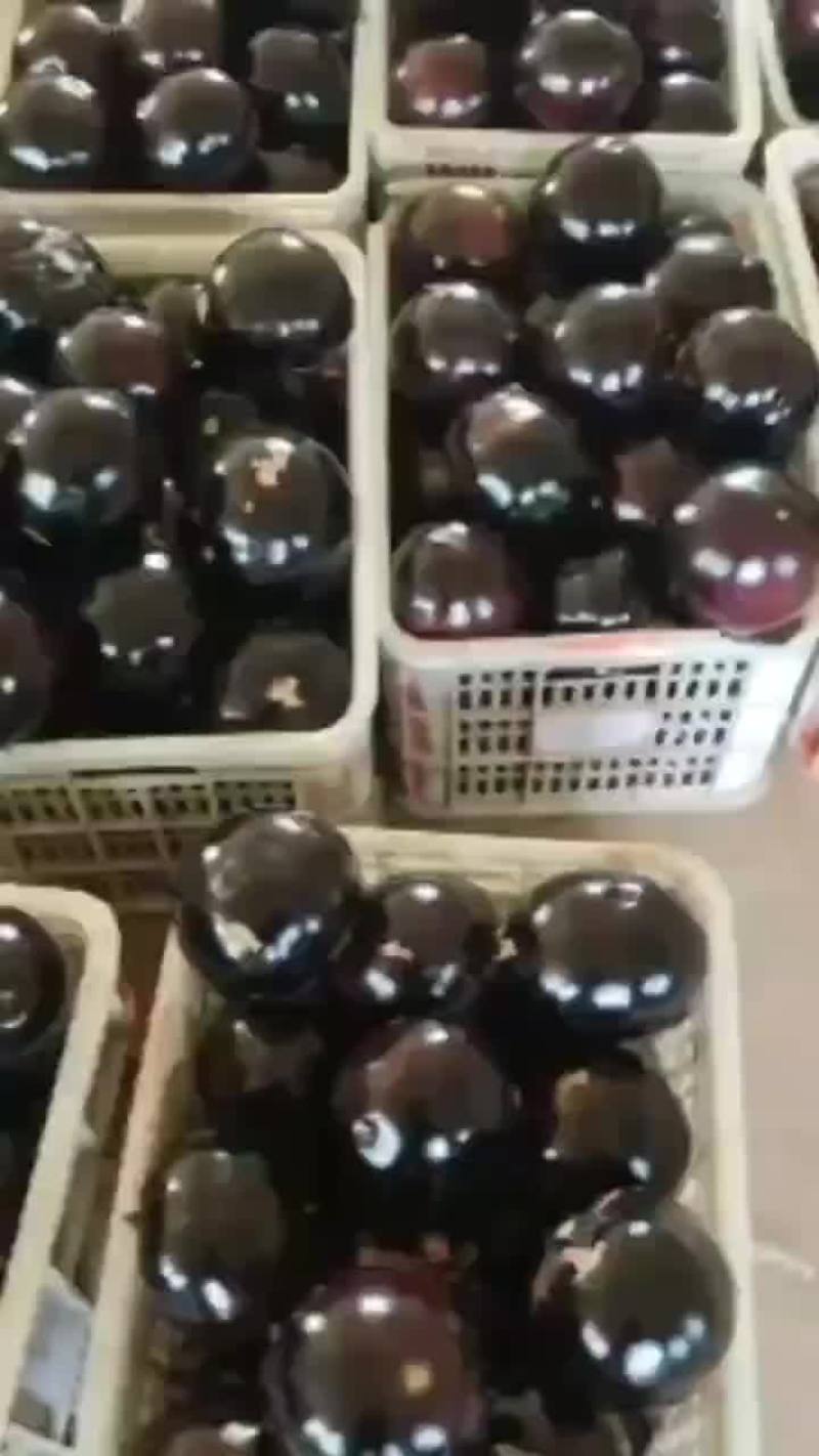 紫光圆茄，产地直供，质量保证，价格偏宜。大量供应，产销一
