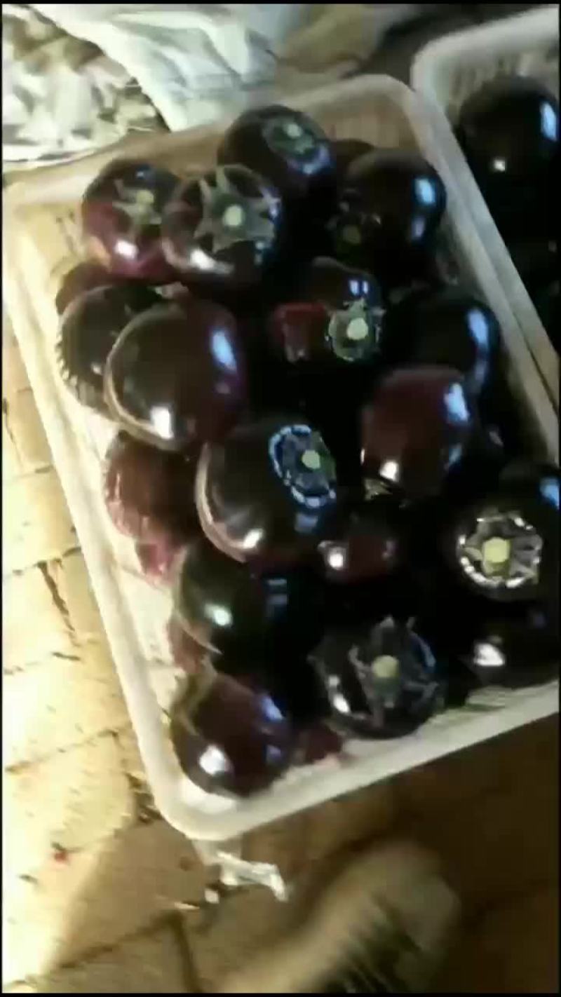 紫光圆茄，产地直供，质量保证，价格偏宜。大量供应，产销一
