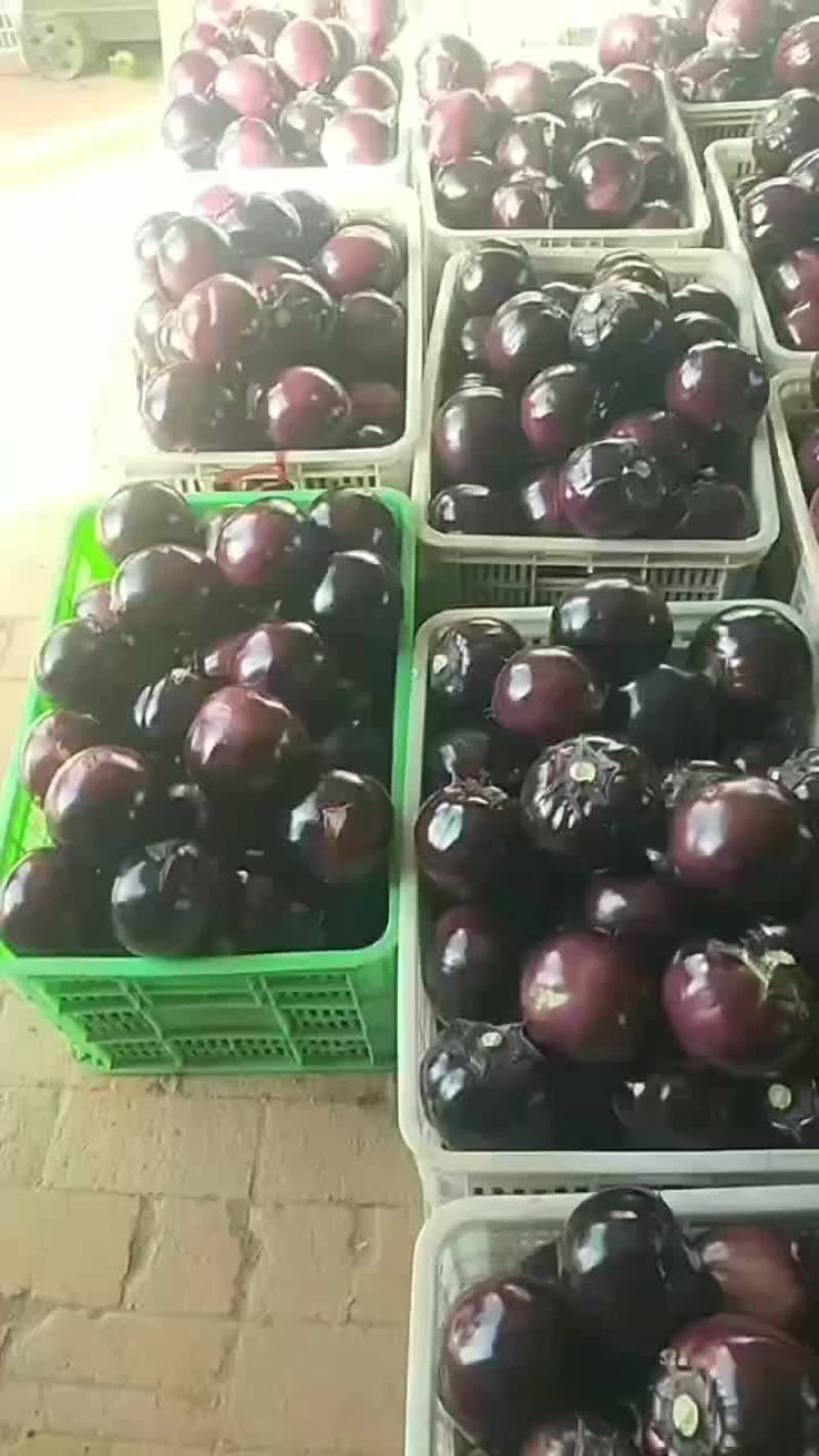 紫光圆茄，产地直供，质量保证，价格偏宜。大量供应，产销一