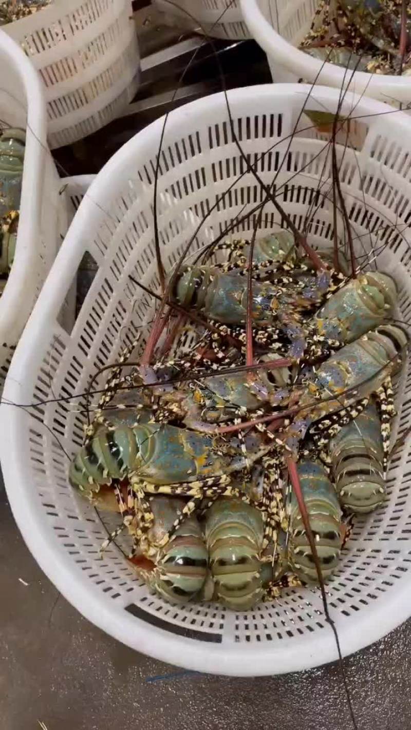 龙虾