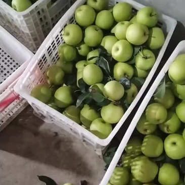 翠冠梨