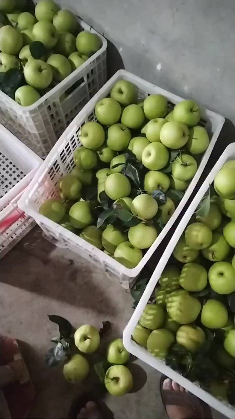 翠冠梨