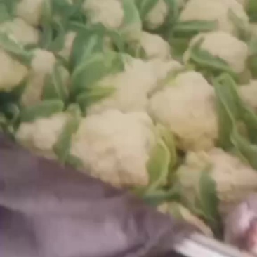 精品松花大量上市