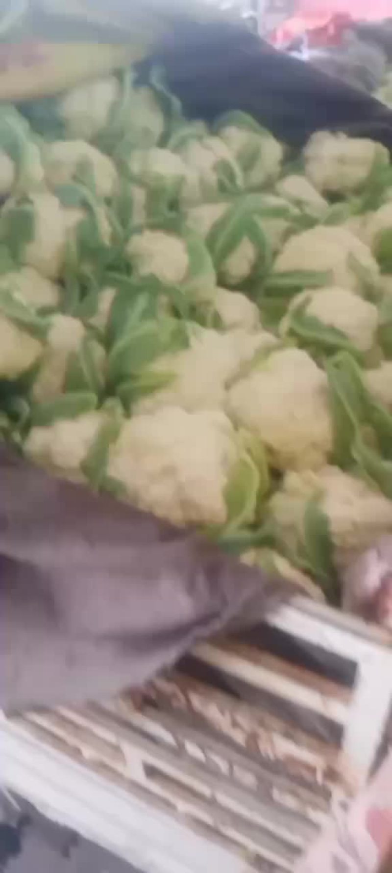 精品松花大量上市