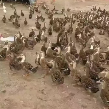 全母，要的私聊