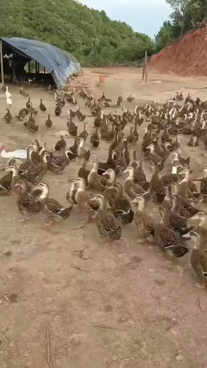 全母，要的私聊