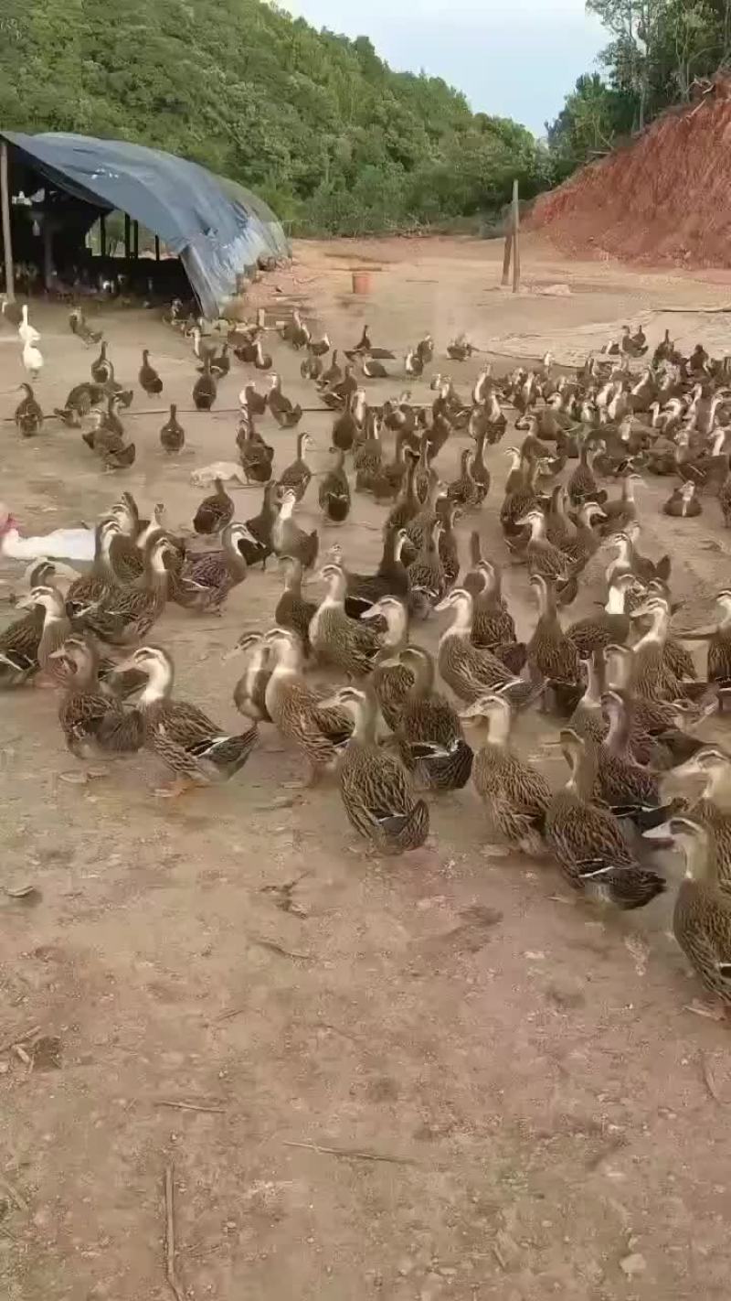 全母，要的私聊