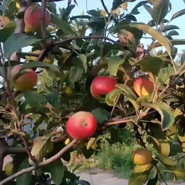 秦阳光果