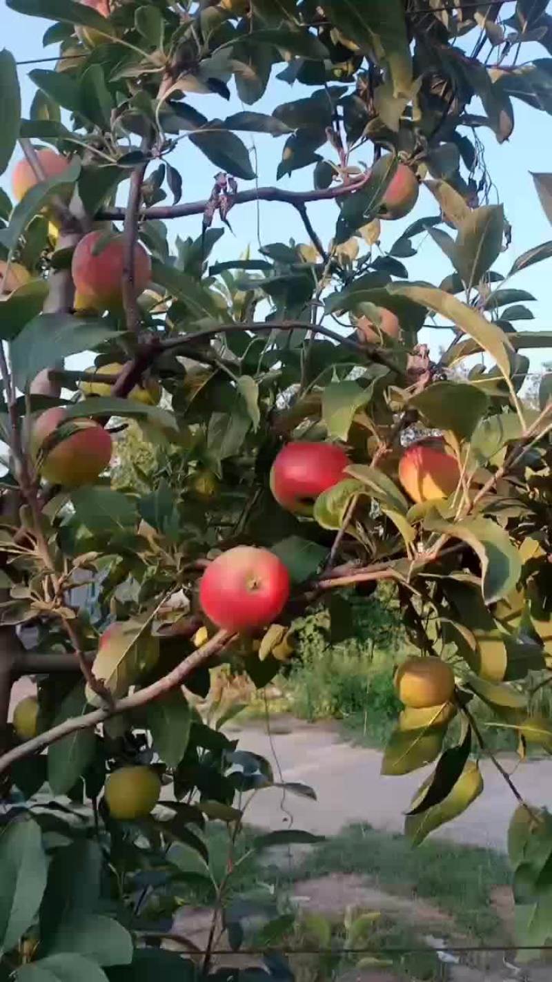 秦阳光果