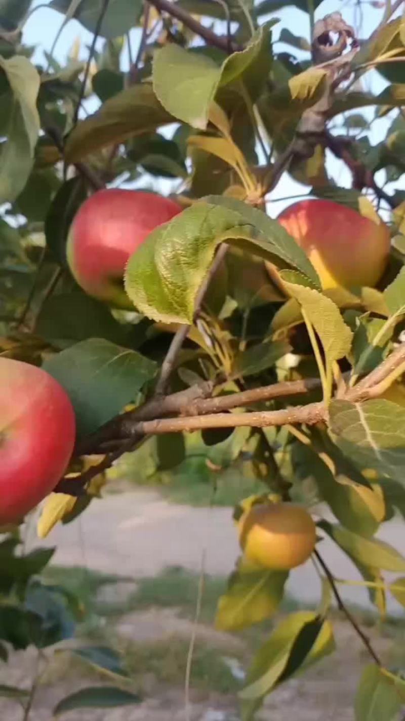 秦阳光果