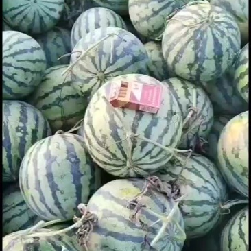 河南三门峡灵宝西瓜，皮毛好，瓤口好含糖量高，活秧瓜大降价
