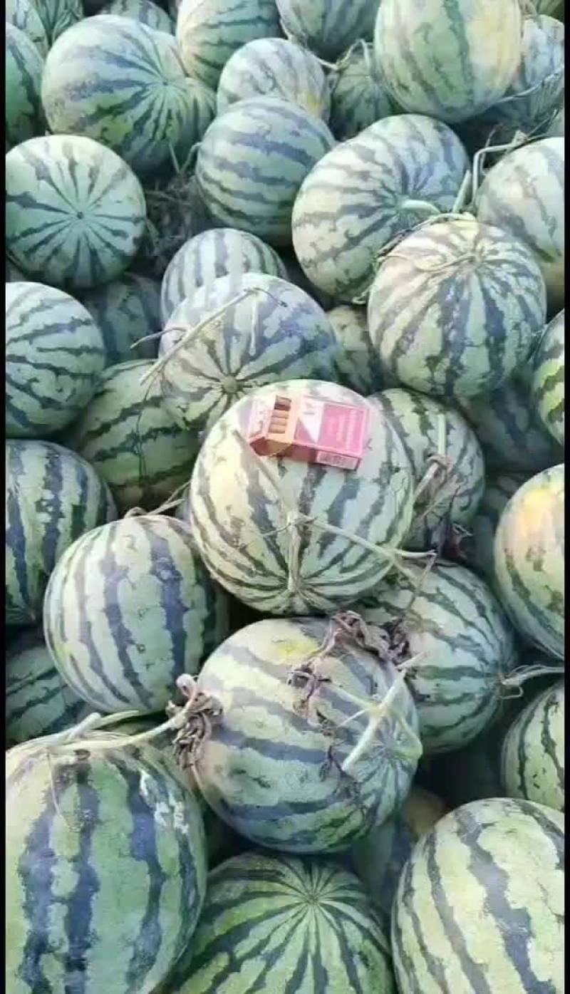 河南三门峡灵宝西瓜，皮毛好，瓤口好含糖量高，活秧瓜大降价