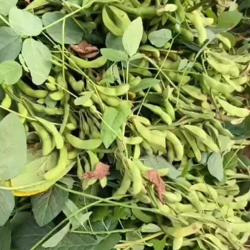 毛豆