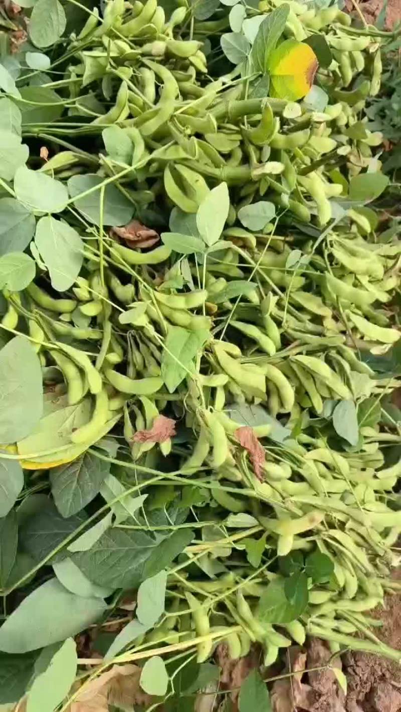 毛豆